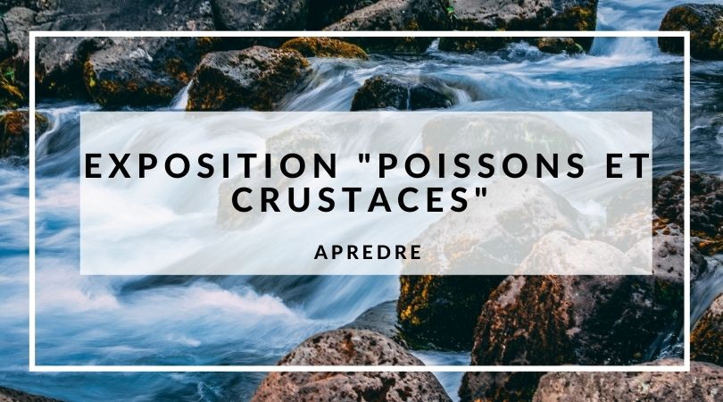 You are currently viewing Exposition “Poissons et crustacés des eaux douces de La Réunion”