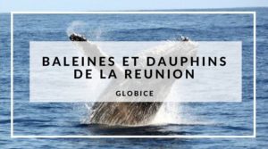 Lire la suite à propos de l’article Baleines et dauphins de La Réunion