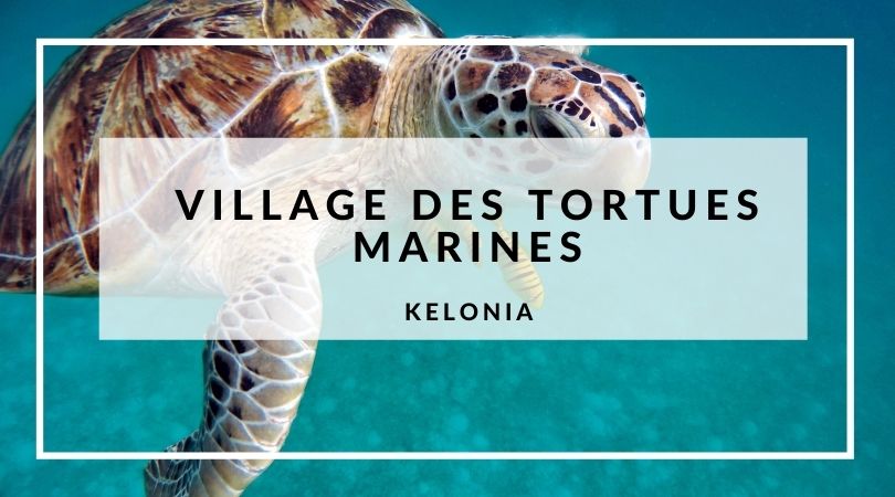Lire la suite à propos de l’article Village des tortues marines